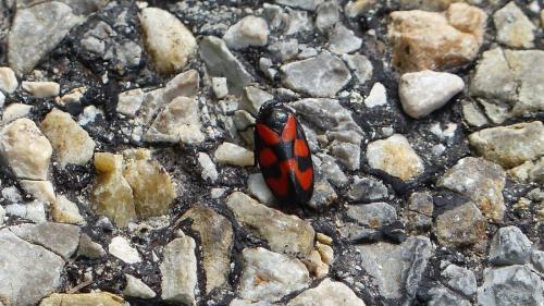 Cercopis vulnerata